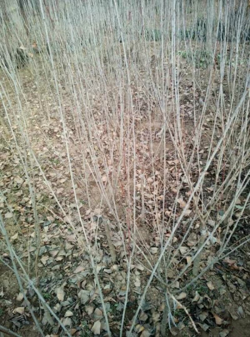 自产自销300亩珍珠梅，大量现货供应苗圃大量出售