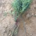 自产自销300亩珍珠梅，大量现货供应苗圃大量出售