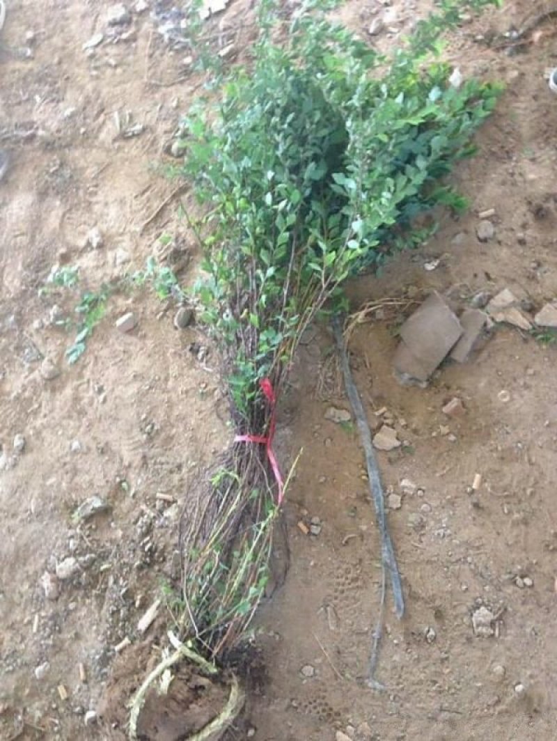 自产自销300亩珍珠梅，大量现货供应苗圃大量出售