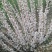 自产自销300亩珍珠梅，大量现货供应苗圃大量出售