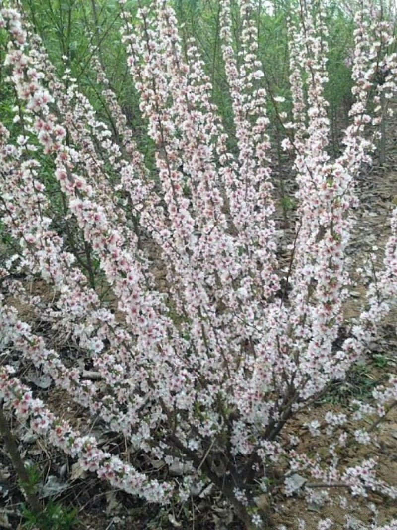 自产自销300亩珍珠梅，大量现货供应苗圃大量出售