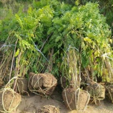自产自销300亩珍珠梅，大量现货供应苗圃大量出售