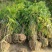 自产自销300亩珍珠梅，大量现货供应苗圃大量出售