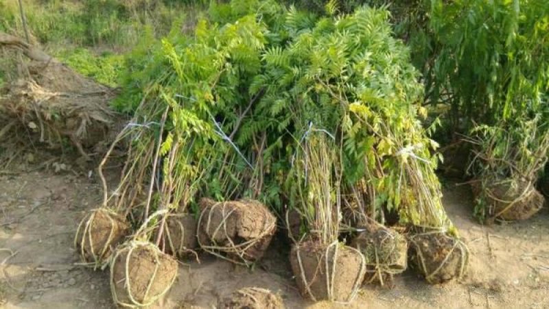 自产自销300亩珍珠梅，大量现货供应苗圃大量出售