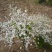 自产自销300亩珍珠梅，大量现货供应苗圃大量出售