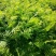自产自销300亩珍珠梅，大量现货供应苗圃大量出售