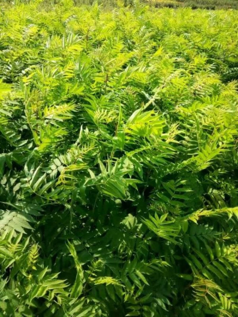 自产自销300亩珍珠梅，大量现货供应苗圃大量出售