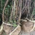 自产自销300亩珍珠梅，大量现货供应苗圃大量出售