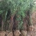 自产自销300亩珍珠梅，大量现货供应苗圃大量出售