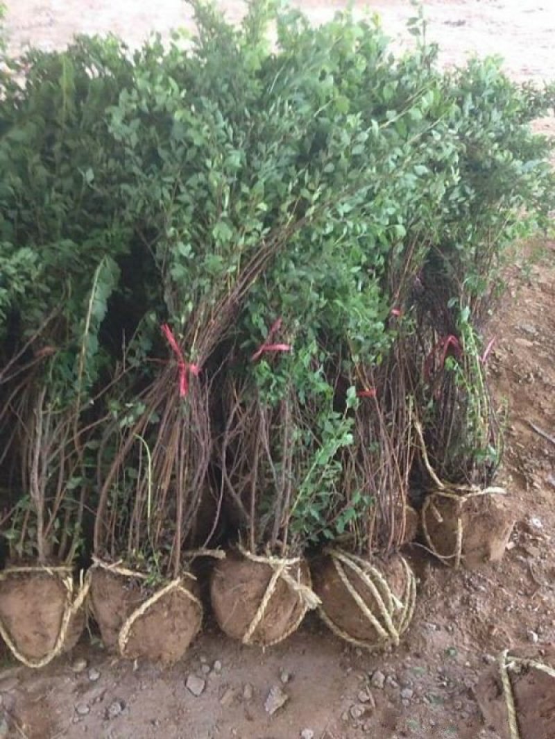 自产自销300亩珍珠梅，大量现货供应苗圃大量出售