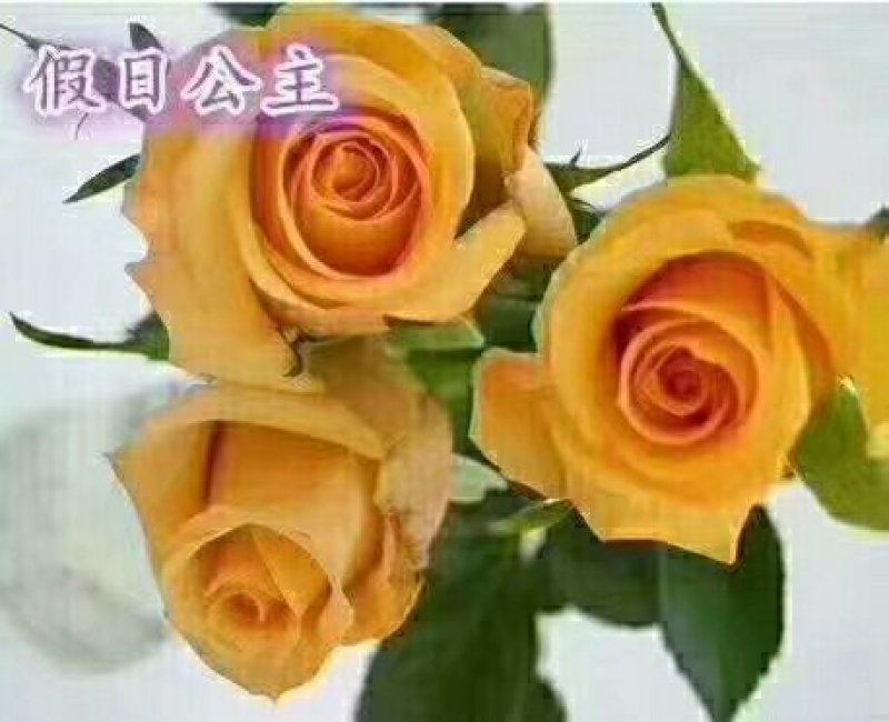 云南玫瑰玫瑰苗月季苗丰花月季食用玫瑰种苗