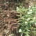 云南玫瑰玫瑰苗月季苗丰花月季食用玫瑰种苗