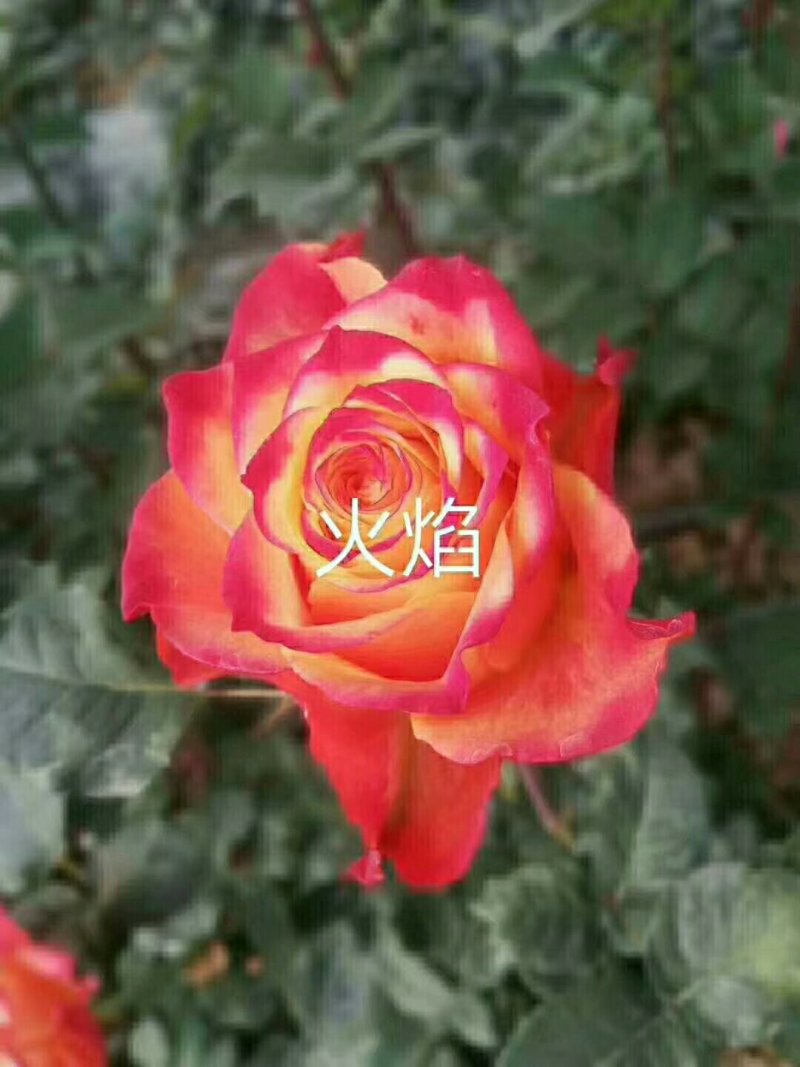 云南玫瑰玫瑰苗月季苗丰花月季食用玫瑰种苗