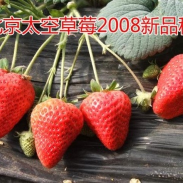 太空2008草莓苗果子大,口感好,欢迎订购,提供种植