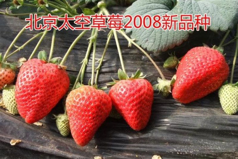 太空2008草莓苗果子大，口感好，欢迎订购，提供种植