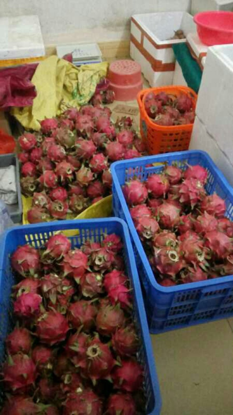 红心火龙果