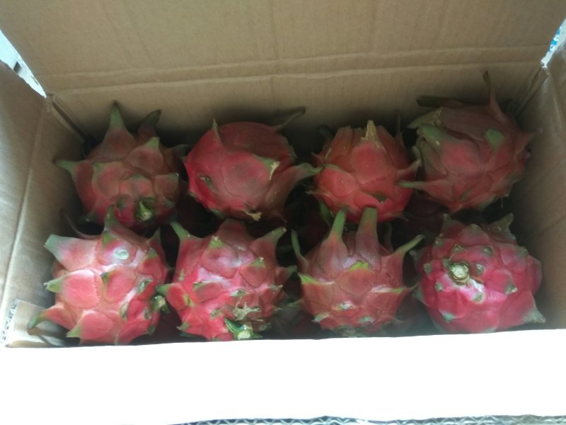 红心火龙果