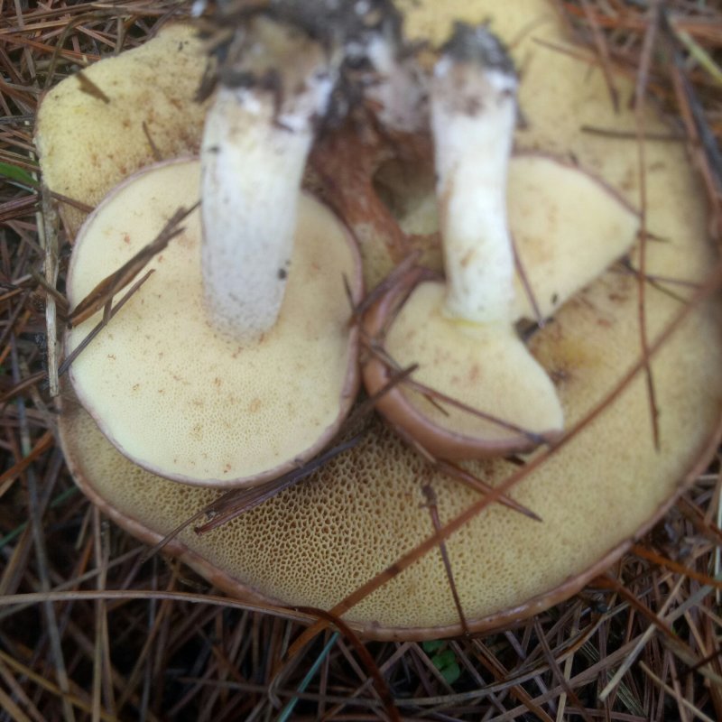 野生菌