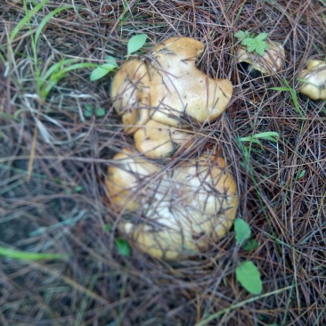 野生菌