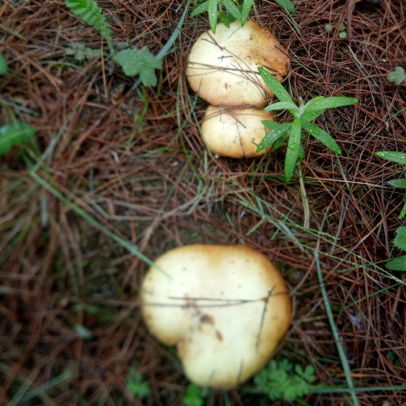 野生菌