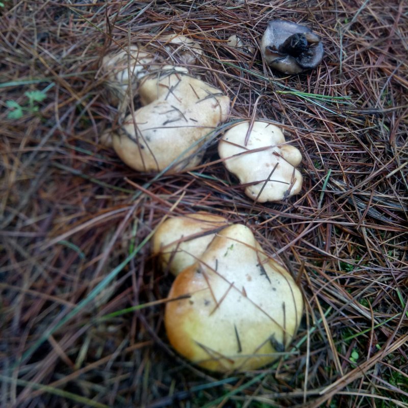 野生菌