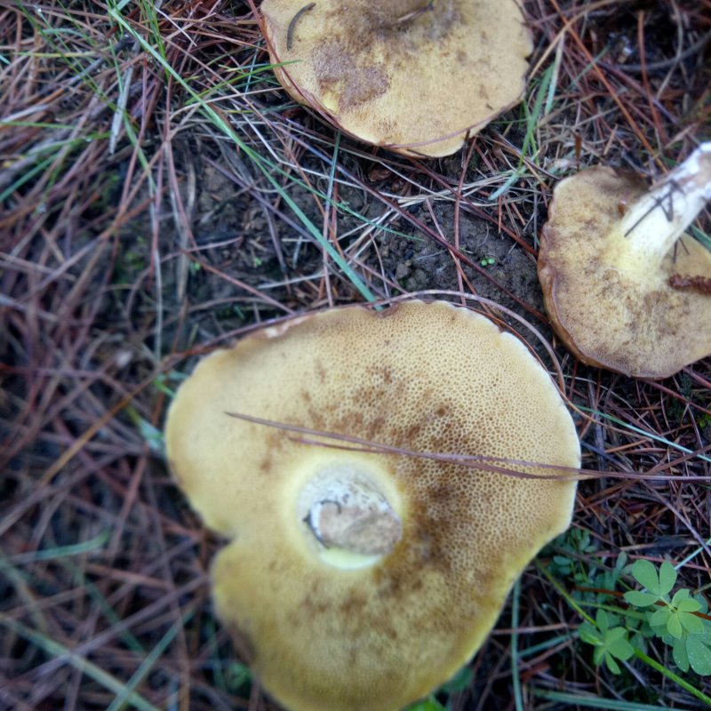野生菌