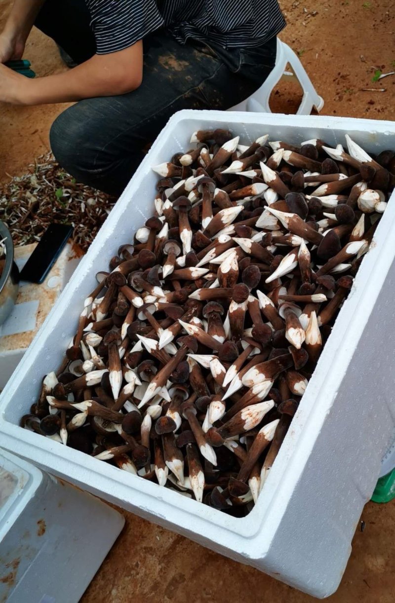 鸡枞菌