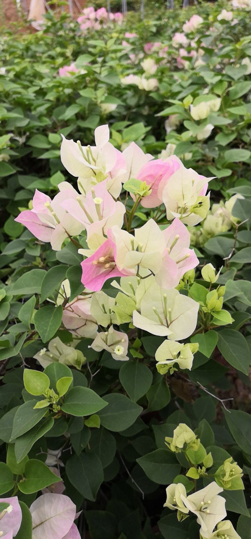 黄素梅