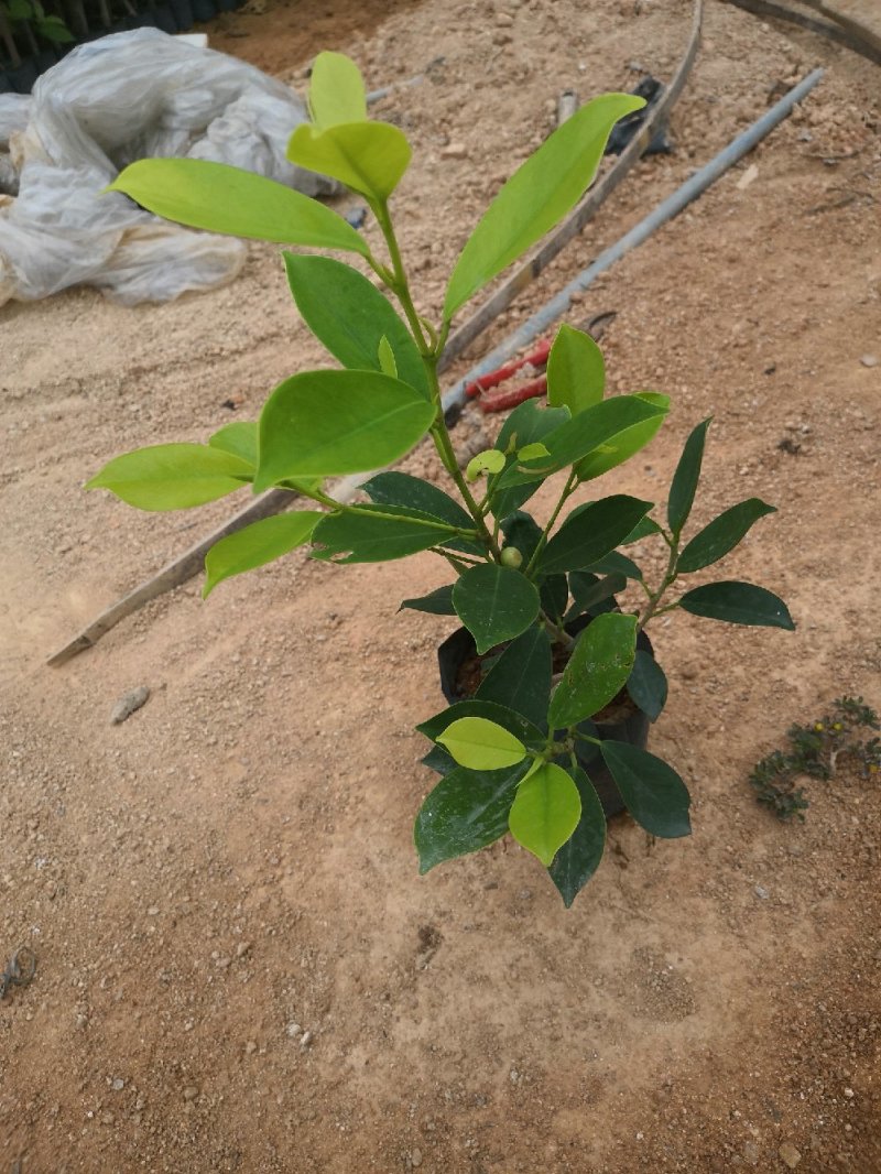 黄素梅