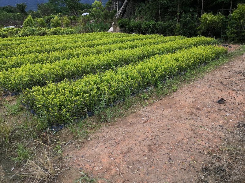 黄素梅