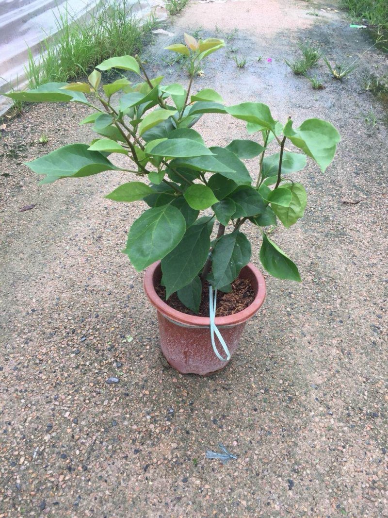三角梅