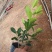 绿化苗木