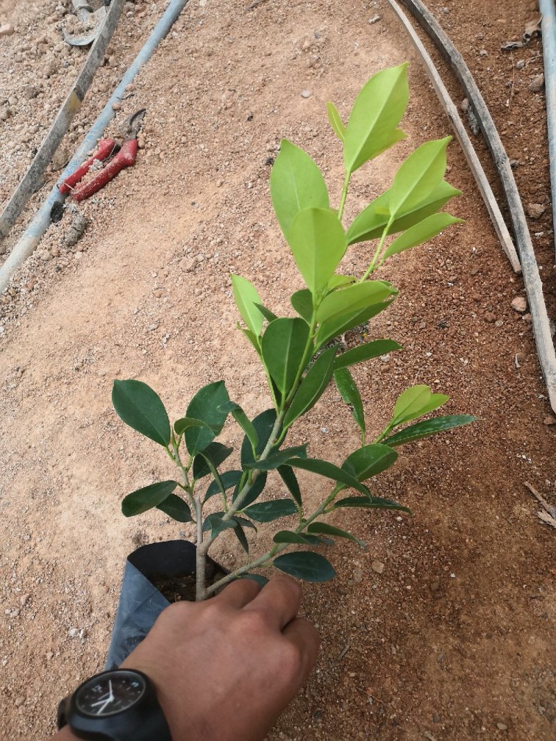 绿化苗木