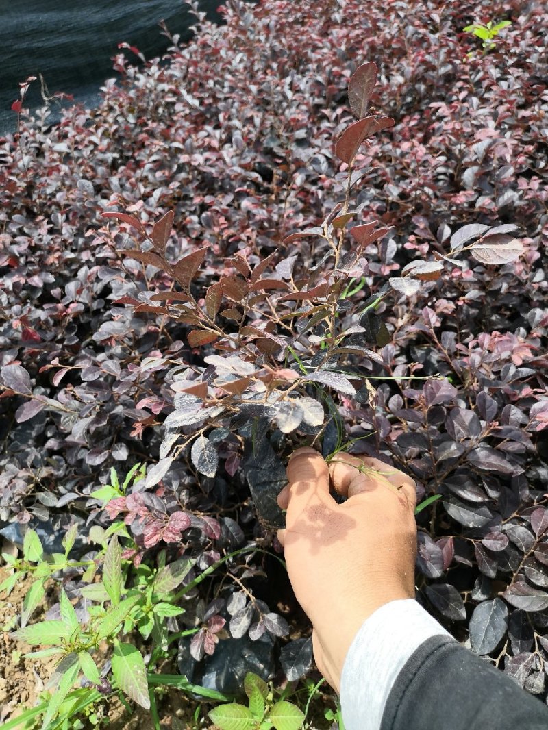 绿化苗木