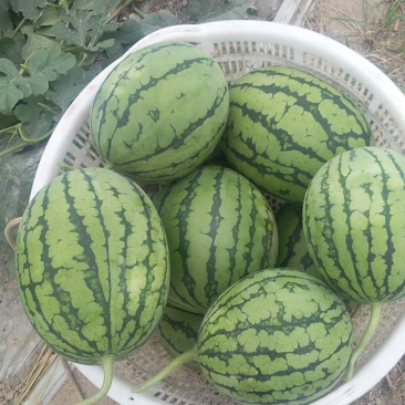 口口脆，爆炸瓜