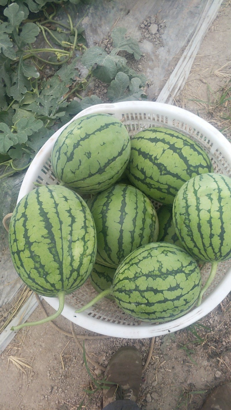 口口脆，爆炸瓜