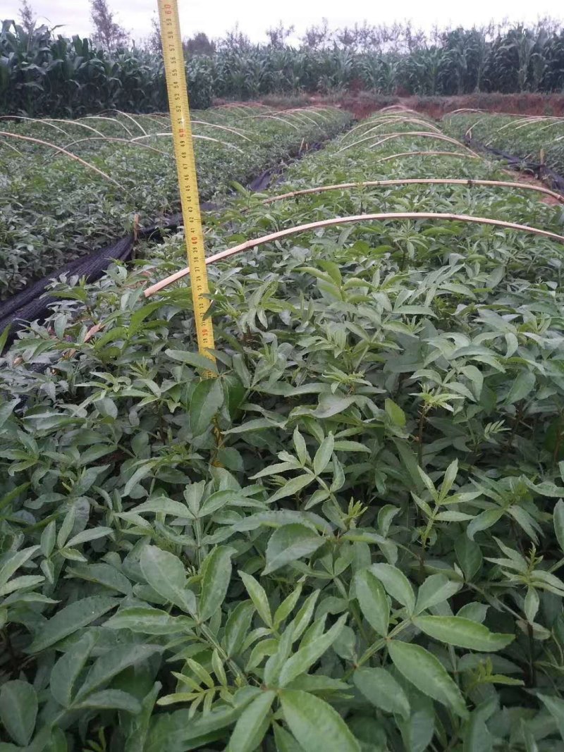九叶青花椒苗大红袍花椒苗贡椒便宜处理提供两证一签