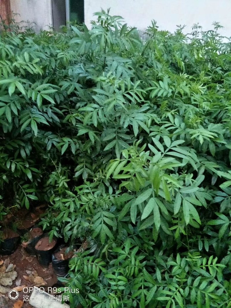 九叶青花椒苗大红袍花椒苗贡椒便宜处理提供两证一签