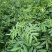 九叶青花椒苗大红袍花椒苗贡椒便宜处理提供两证一签
