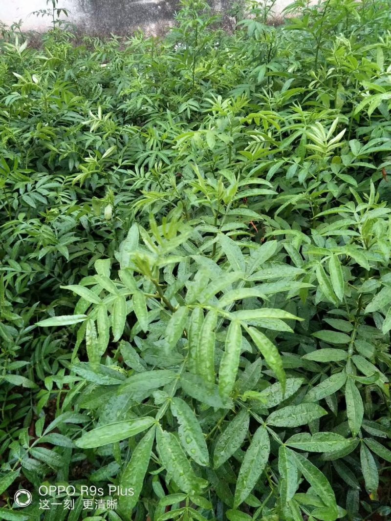 九叶青花椒苗大红袍花椒苗贡椒便宜处理提供两证一签