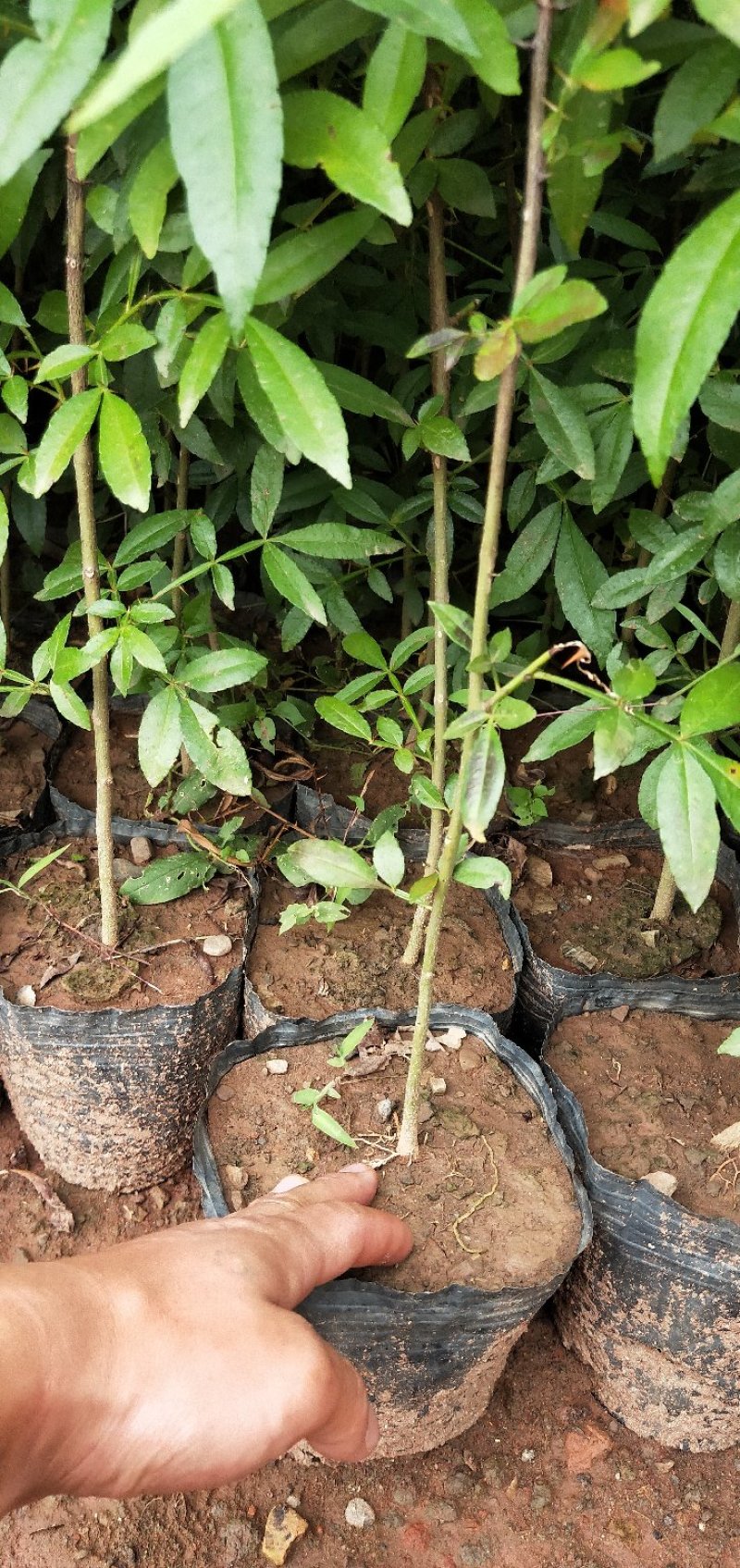 九叶青花椒苗大红袍花椒苗贡椒便宜处理提供两证一签