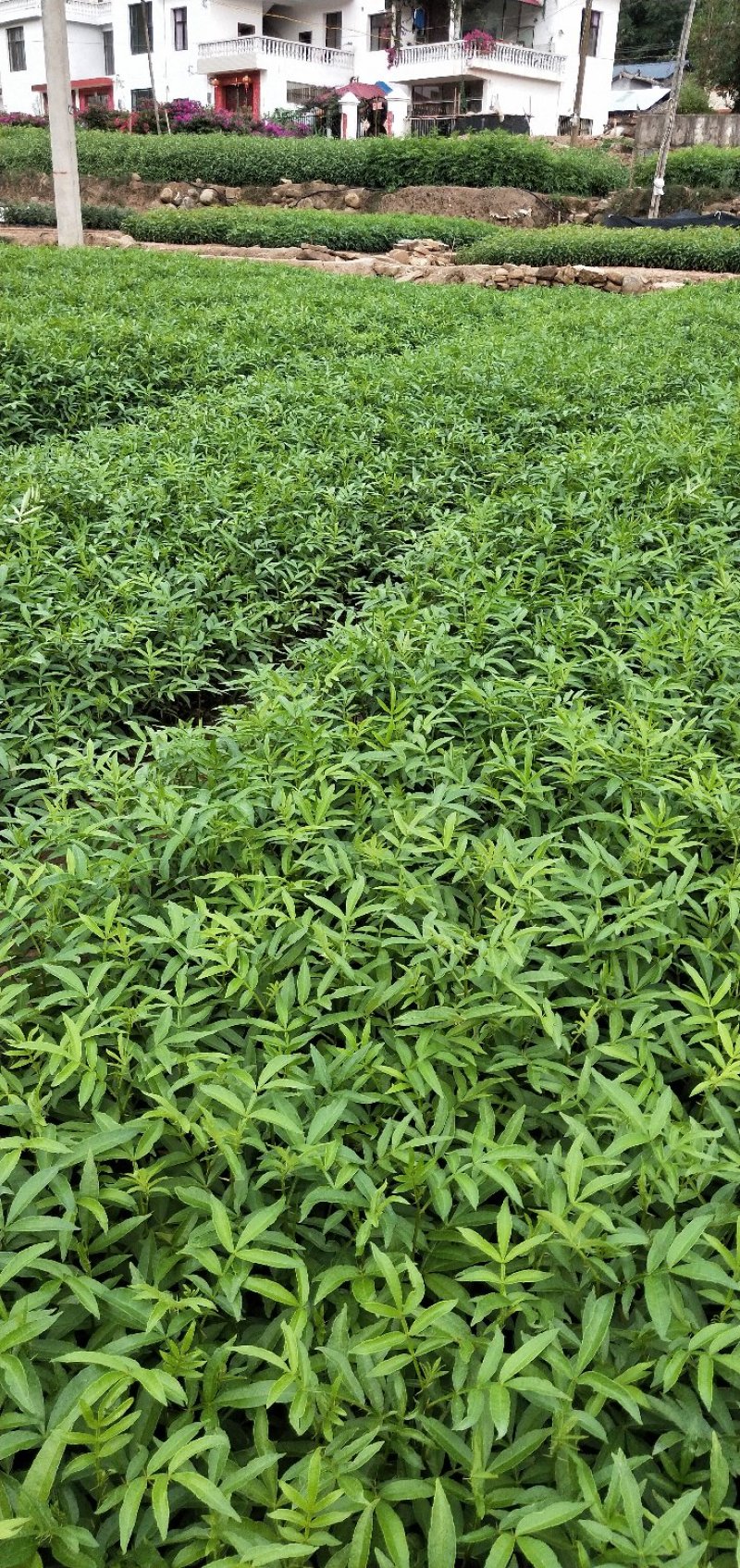 九叶青花椒苗大红袍花椒苗贡椒便宜处理提供两证一签