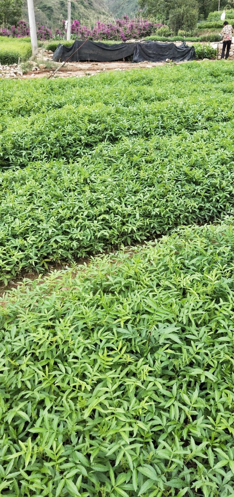 九叶青花椒苗大红袍花椒苗贡椒便宜处理提供两证一签