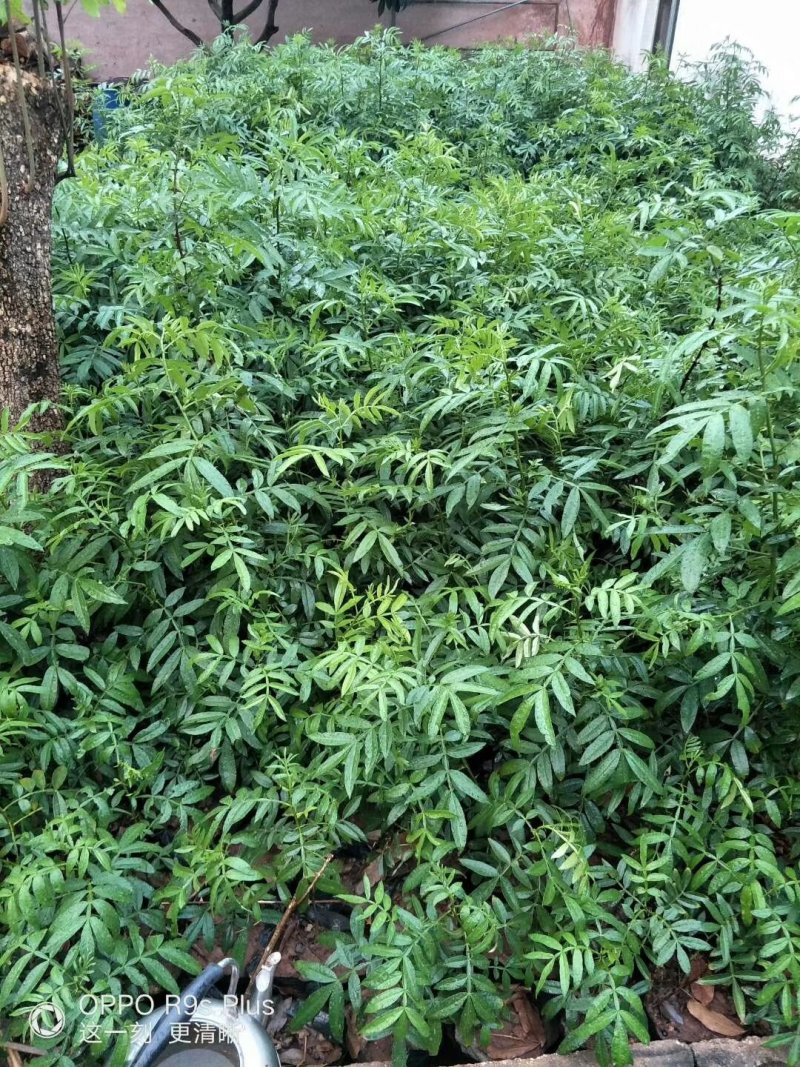 九叶青花椒苗大红袍花椒苗贡椒便宜处理提供两证一签