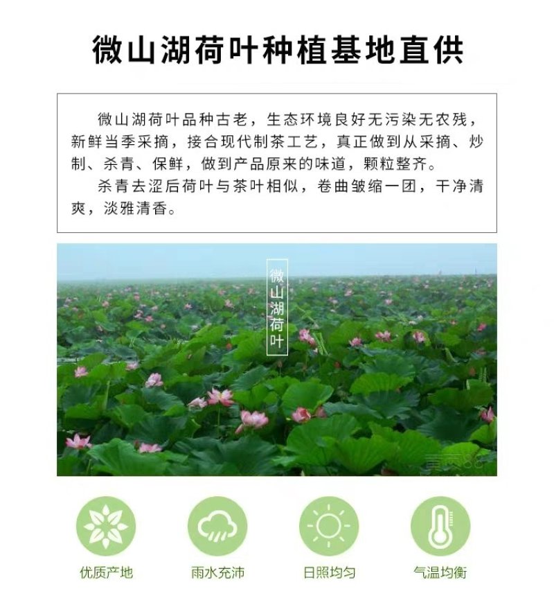 荷叶茶颗粒微山湖干荷叶茶500克，22一斤包邮