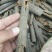桂皮优质调料质量保证