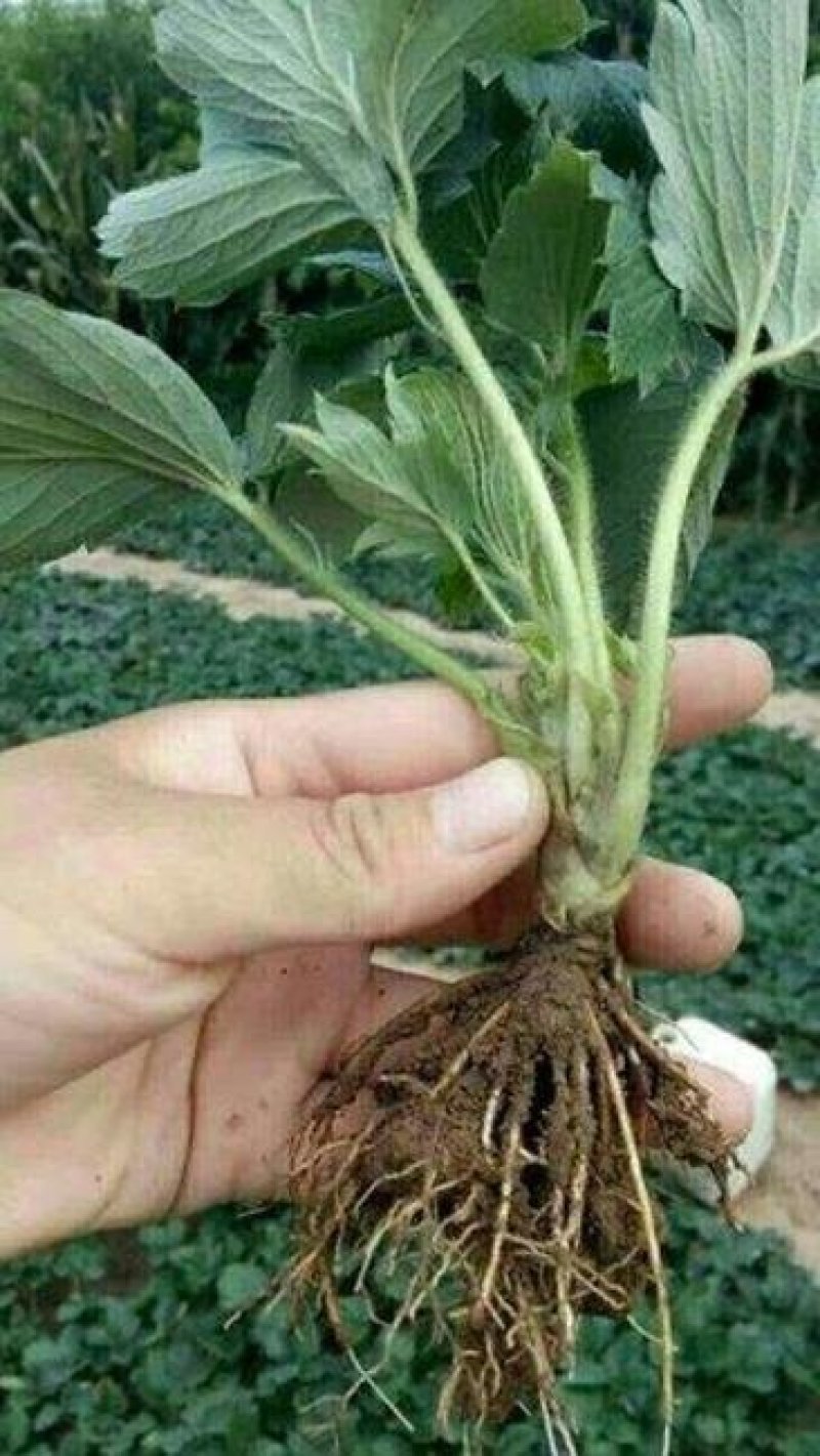 达塞草莓苗基地直销，欢迎考察，提供种植