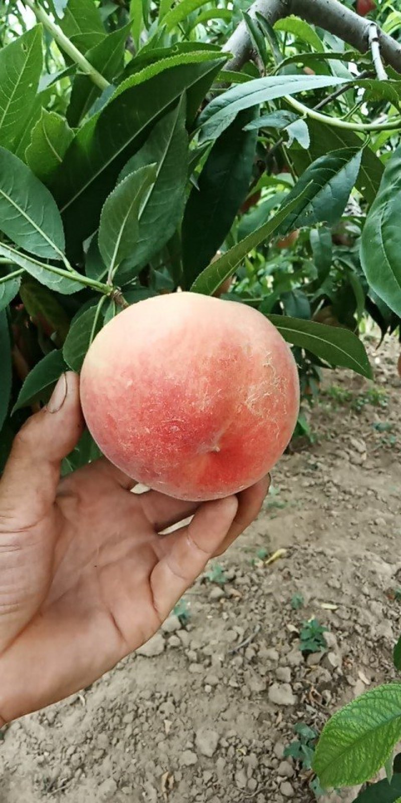 水蜜桃