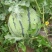 西瓜7月1日成熟