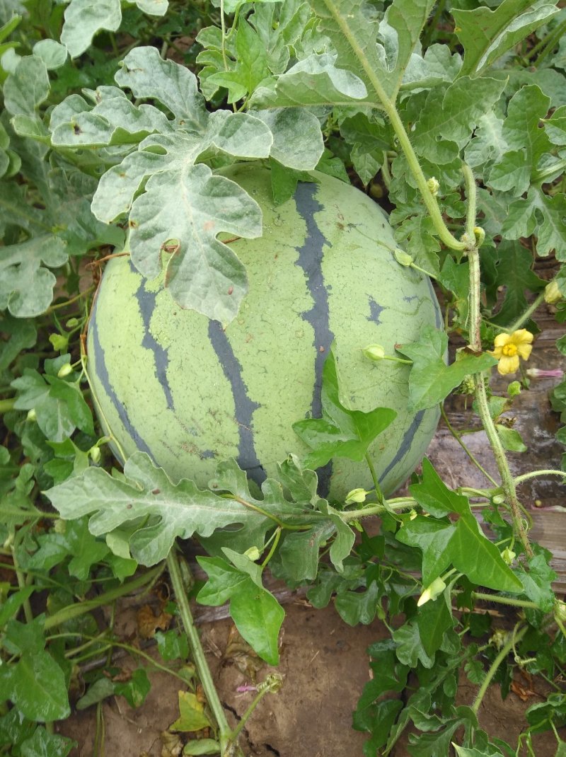 西瓜7月1日成熟